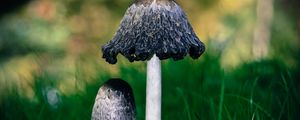 Preview wallpaper mushrooms, grass, macro, close-up