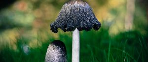 Preview wallpaper mushrooms, grass, macro, close-up