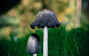 Preview wallpaper mushrooms, grass, macro, close-up