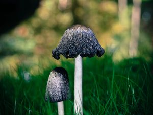 Preview wallpaper mushrooms, grass, macro, close-up