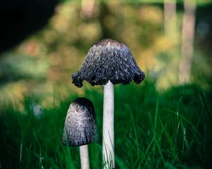Preview wallpaper mushrooms, grass, macro, close-up