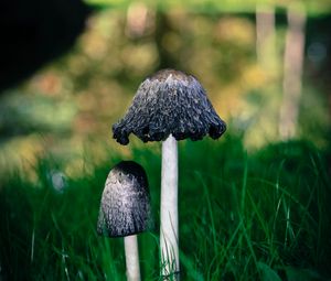 Preview wallpaper mushrooms, grass, macro, close-up