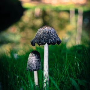 Preview wallpaper mushrooms, grass, macro, close-up