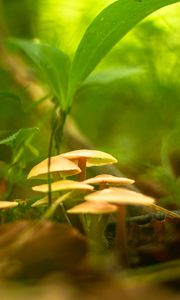 Preview wallpaper mushrooms, grass, macro, plants