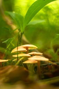 Preview wallpaper mushrooms, grass, macro, plants