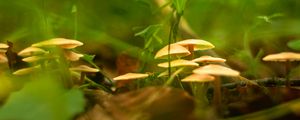 Preview wallpaper mushrooms, grass, macro, plants