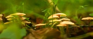 Preview wallpaper mushrooms, grass, macro, plants