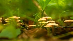 Preview wallpaper mushrooms, grass, macro, plants