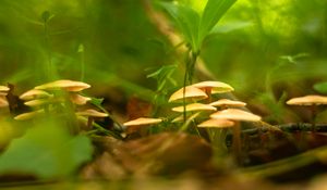 Preview wallpaper mushrooms, grass, macro, plants