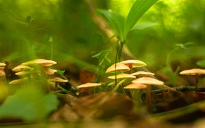 Preview wallpaper mushrooms, grass, macro, plants