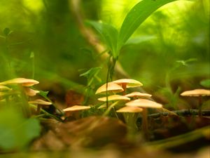 Preview wallpaper mushrooms, grass, macro, plants