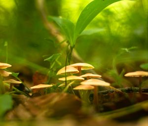 Preview wallpaper mushrooms, grass, macro, plants