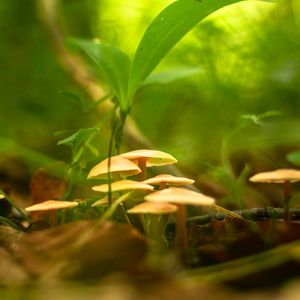 Preview wallpaper mushrooms, grass, macro, plants