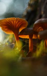 Preview wallpaper mushrooms, grass, moss, blur, macro