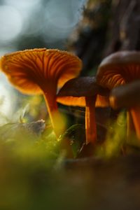 Preview wallpaper mushrooms, grass, moss, blur, macro
