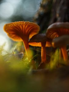 Preview wallpaper mushrooms, grass, moss, blur, macro