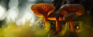 Preview wallpaper mushrooms, grass, moss, blur, macro