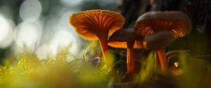 Preview wallpaper mushrooms, grass, moss, blur, macro