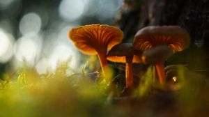 Preview wallpaper mushrooms, grass, moss, blur, macro