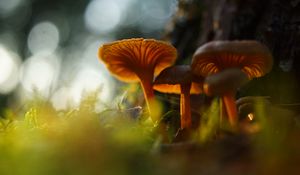 Preview wallpaper mushrooms, grass, moss, blur, macro