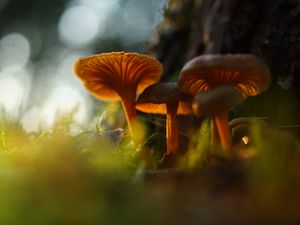 Preview wallpaper mushrooms, grass, moss, blur, macro