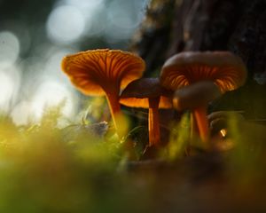 Preview wallpaper mushrooms, grass, moss, blur, macro