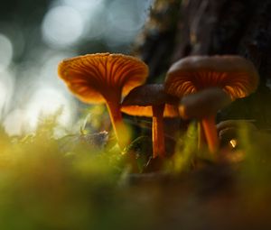 Preview wallpaper mushrooms, grass, moss, blur, macro