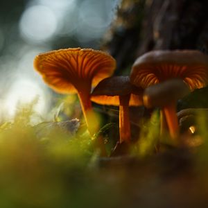 Preview wallpaper mushrooms, grass, moss, blur, macro