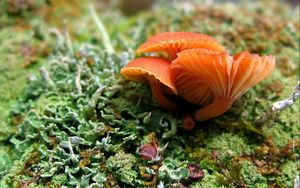 Preview wallpaper mushrooms, grass, moss, summer, greens