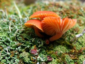 Preview wallpaper mushrooms, grass, moss, summer, greens