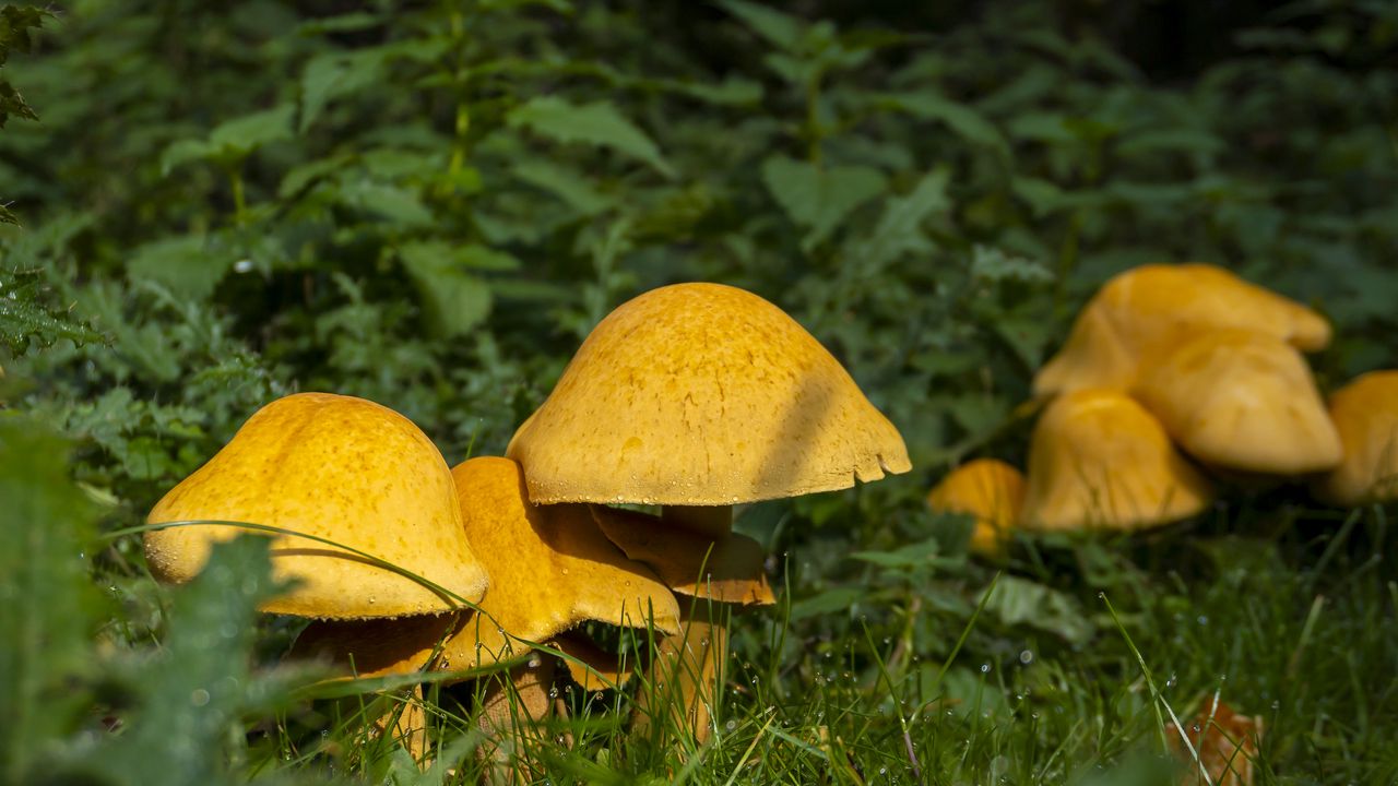 Wallpaper mushrooms, grass, plants, macro