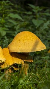 Preview wallpaper mushrooms, grass, plants, macro