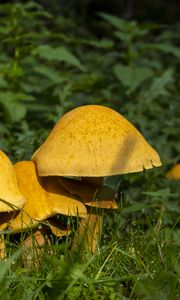 Preview wallpaper mushrooms, grass, plants, macro