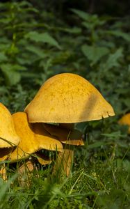 Preview wallpaper mushrooms, grass, plants, macro