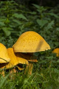 Preview wallpaper mushrooms, grass, plants, macro