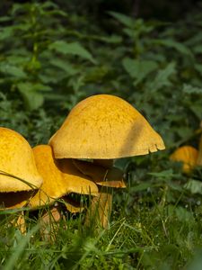 Preview wallpaper mushrooms, grass, plants, macro