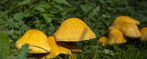 Preview wallpaper mushrooms, grass, plants, macro