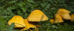 Preview wallpaper mushrooms, grass, plants, macro