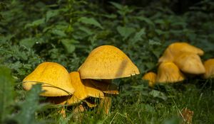 Preview wallpaper mushrooms, grass, plants, macro