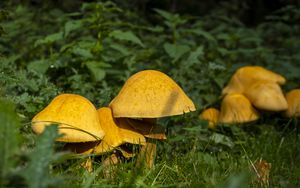 Preview wallpaper mushrooms, grass, plants, macro