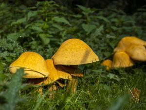 Preview wallpaper mushrooms, grass, plants, macro