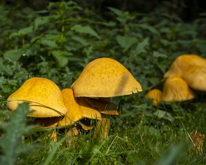 Preview wallpaper mushrooms, grass, plants, macro