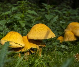 Preview wallpaper mushrooms, grass, plants, macro