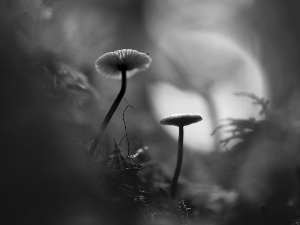 1024x768 Wallpaper mushrooms, grass, plants, macro, bw