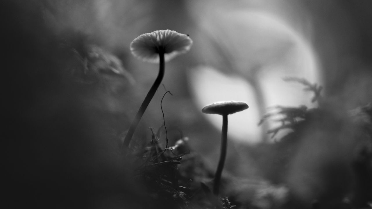 Wallpaper mushrooms, grass, plants, macro, bw
