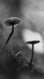 Preview wallpaper mushrooms, grass, plants, macro, bw