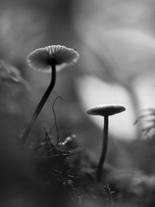 Preview wallpaper mushrooms, grass, plants, macro, bw