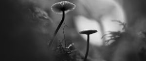 Preview wallpaper mushrooms, grass, plants, macro, bw