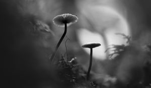 Preview wallpaper mushrooms, grass, plants, macro, bw