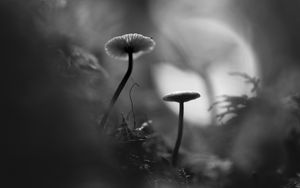 Preview wallpaper mushrooms, grass, plants, macro, bw
